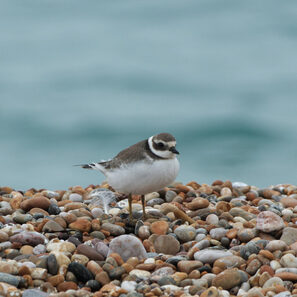 Thumbnail of Ringed Plover